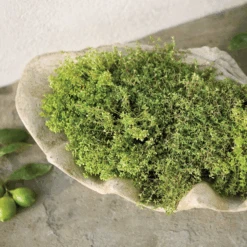 South Seas Planter 6 South Seas Planter -Famous Furniture Store 441 south seas 4