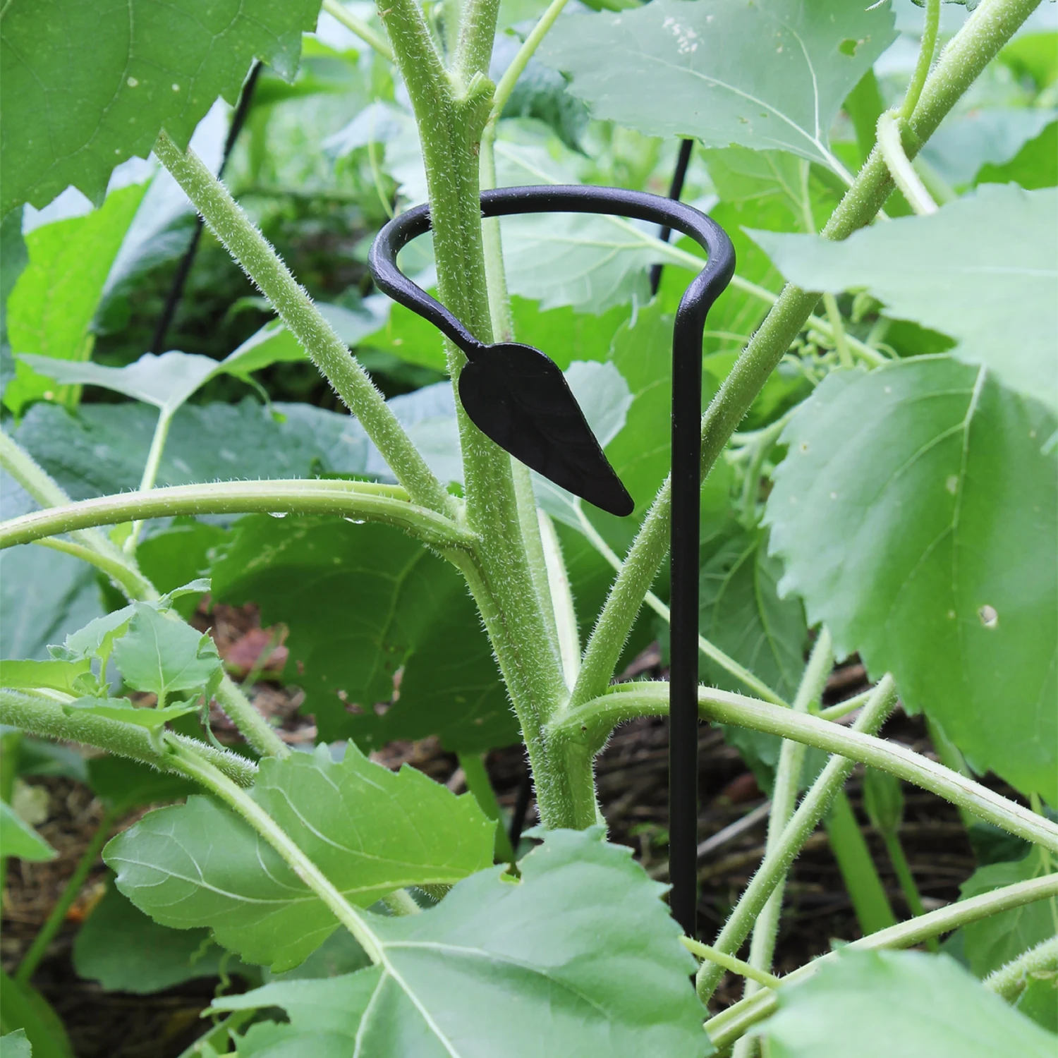Set Of Six Plant Stakes 2 Set Of Six Plant Stakes - Image 2