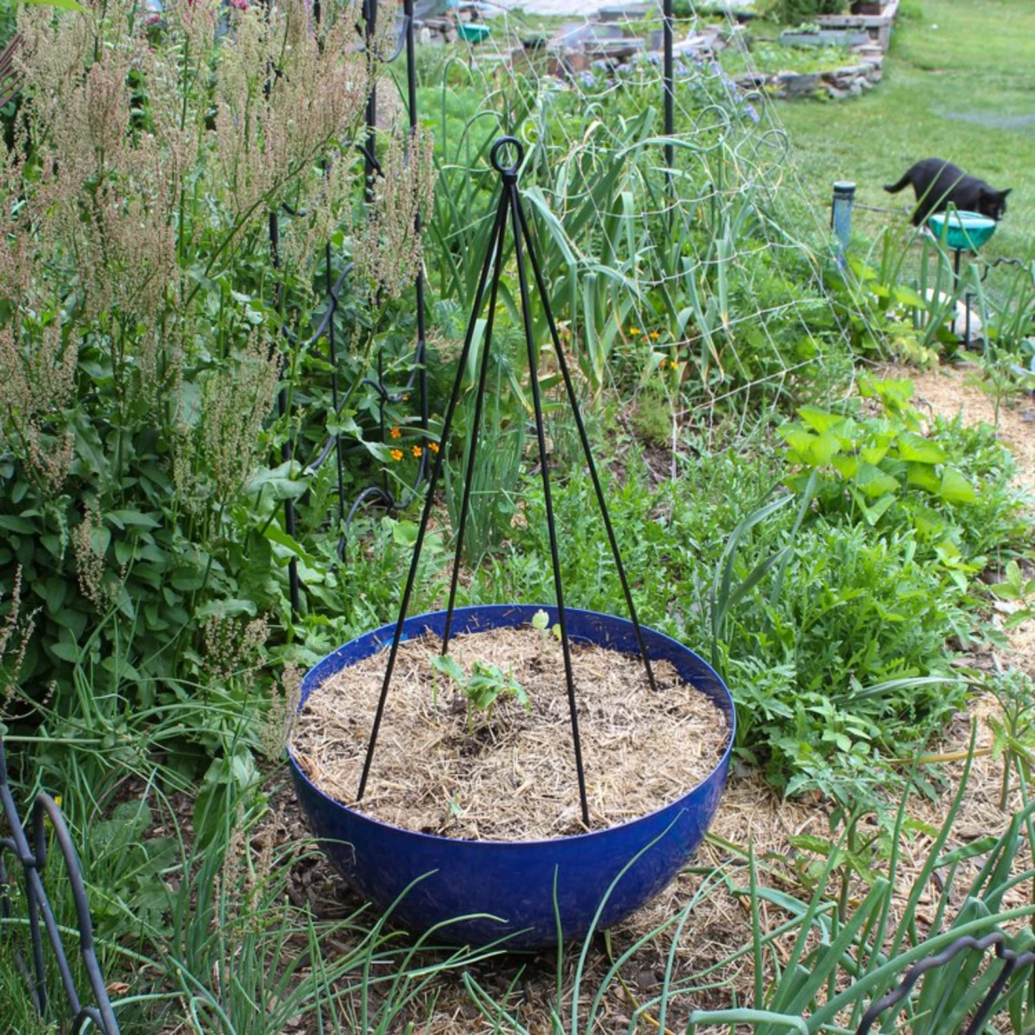 Set Of Two Container Garden Trellises 5 Set Of Two Container Garden Trellises - Image 5