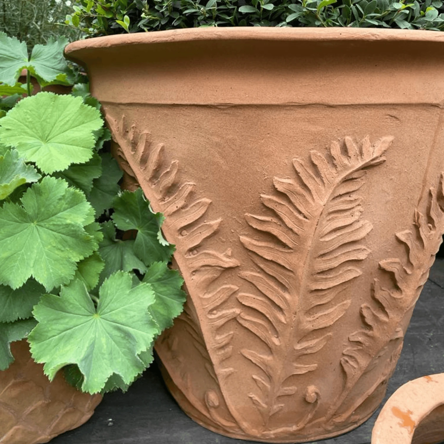 Fern Garden Pot In A Terracotta Finish 4 Fern Garden Pot In A Terracotta Finish - Image 4