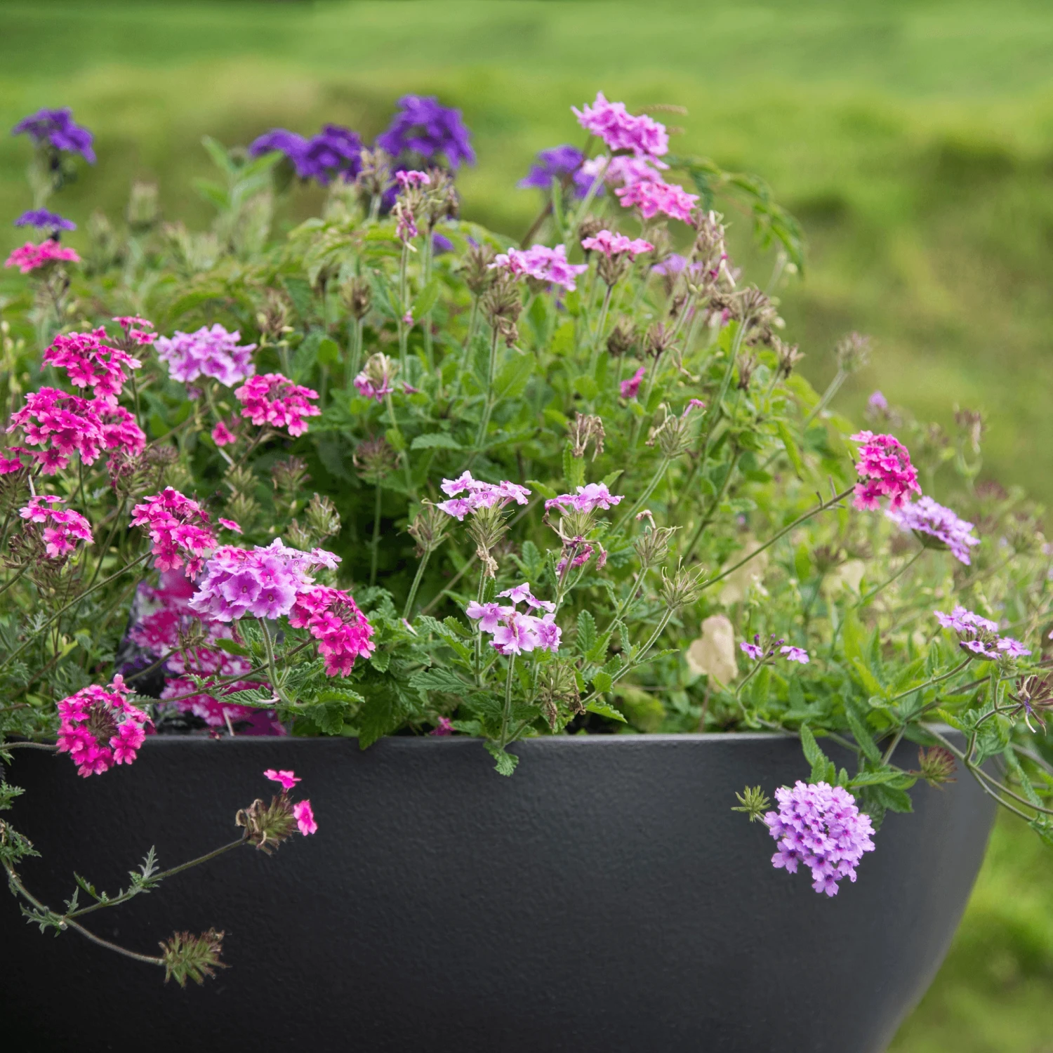 Modern Bowl Garden Planter 2 Modern Bowl Garden Planter - Image 2