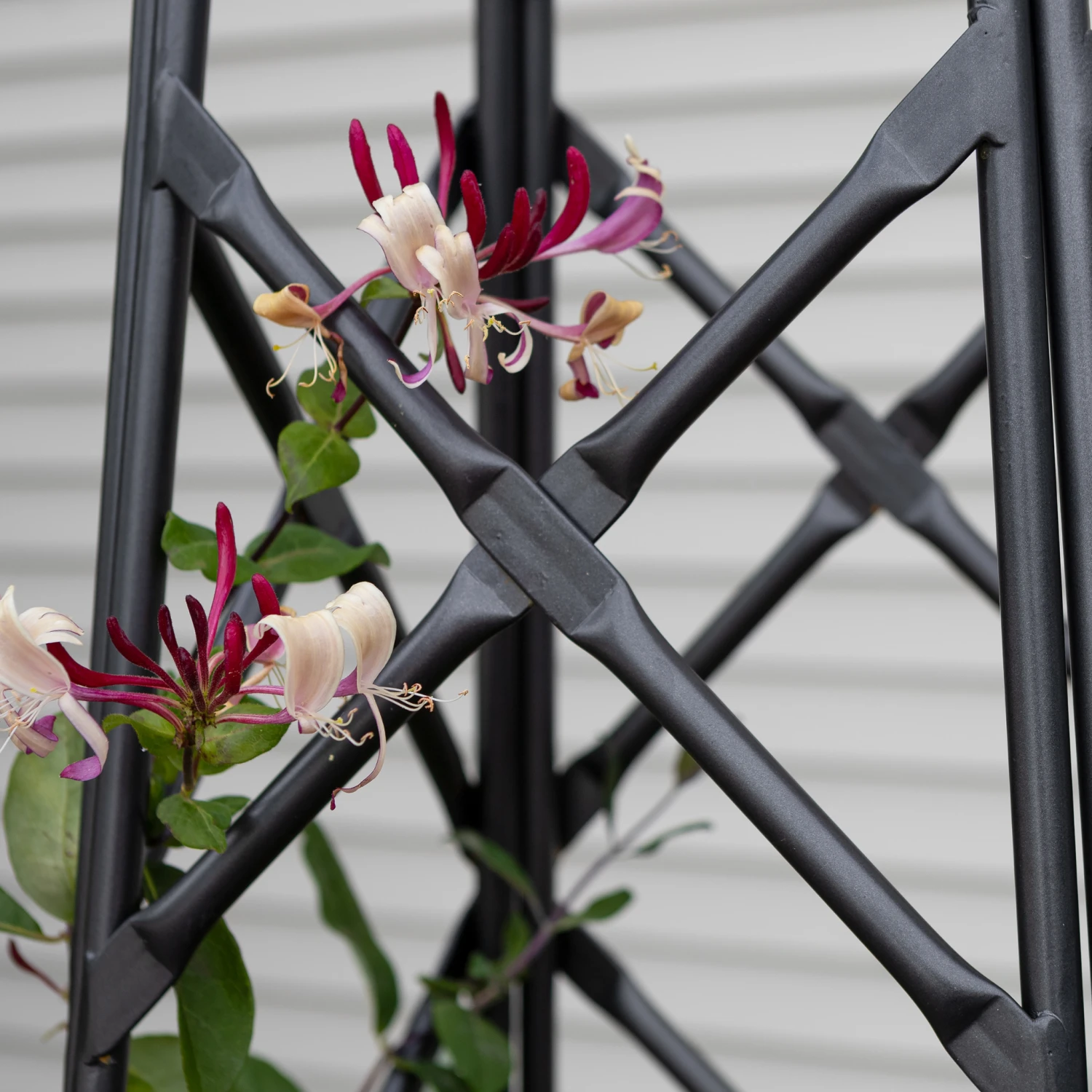 Lattice Garden Obelisk 5 Lattice Garden Obelisk - Image 5